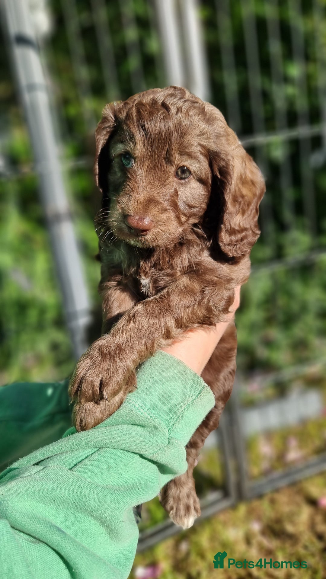 Cavapoo dogs for sale: F1b Standard Cavapoo, 3 remaining ready to leave in Watchet - Image 11