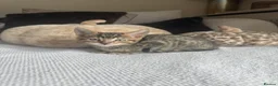 Bengal cats for sale: 🐯💕💙 beautiful rosette bengal kittens 💕💙🐯 - Advert 3