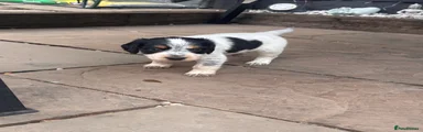 Sprocker 5