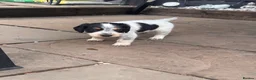Sprocker dogs for sale: 6 English springer spaniel cross border spaniels  - Advert 3