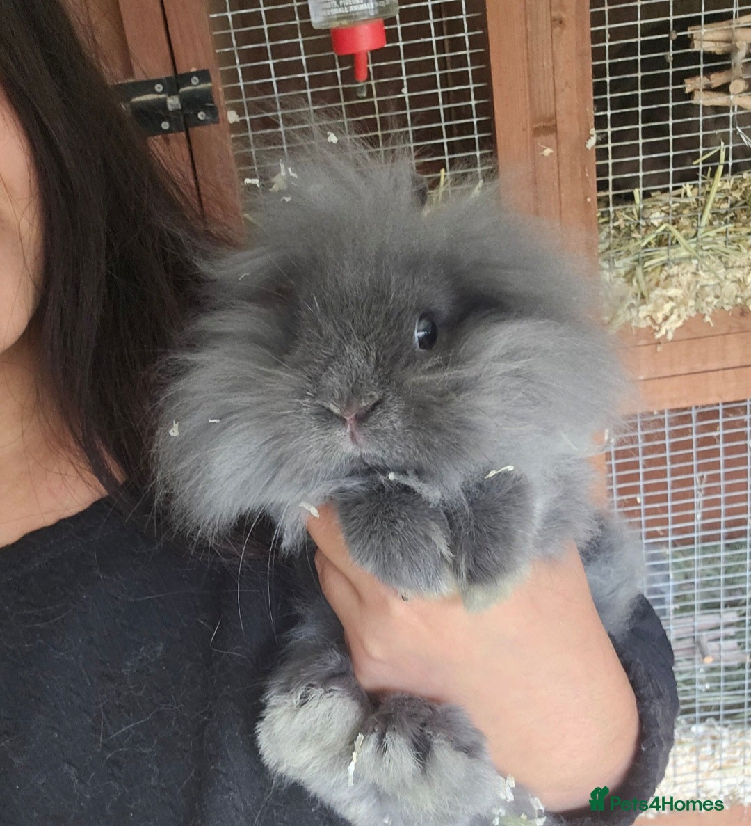 Lionhead rabbits Beautiful Blue Lion Head Boy - Advert 2