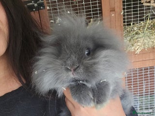Lionhead rabbits Beautiful Blue Lion Head Boy - Advert 12