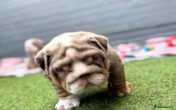 English Bulldog dogs for sale: Exceptional English Bulldog Puppies - Image 26