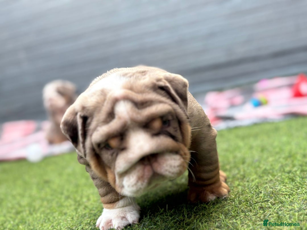 English Bulldog dogs for sale: Exceptional English Bulldog Puppies - Image 26