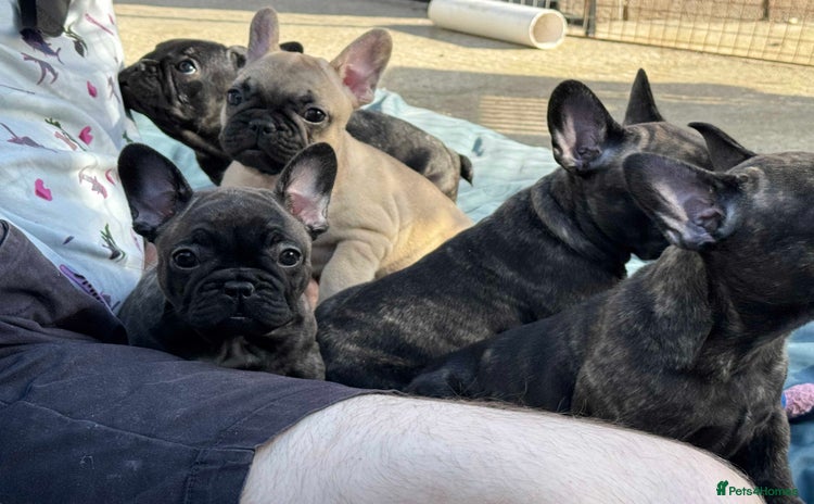 French Bulldog dogs - Advert 11
