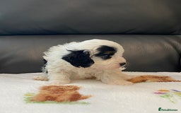 Cavapoo dogs for sale: Super cute, health tested, friendly Cavapoo pups  - Image 10