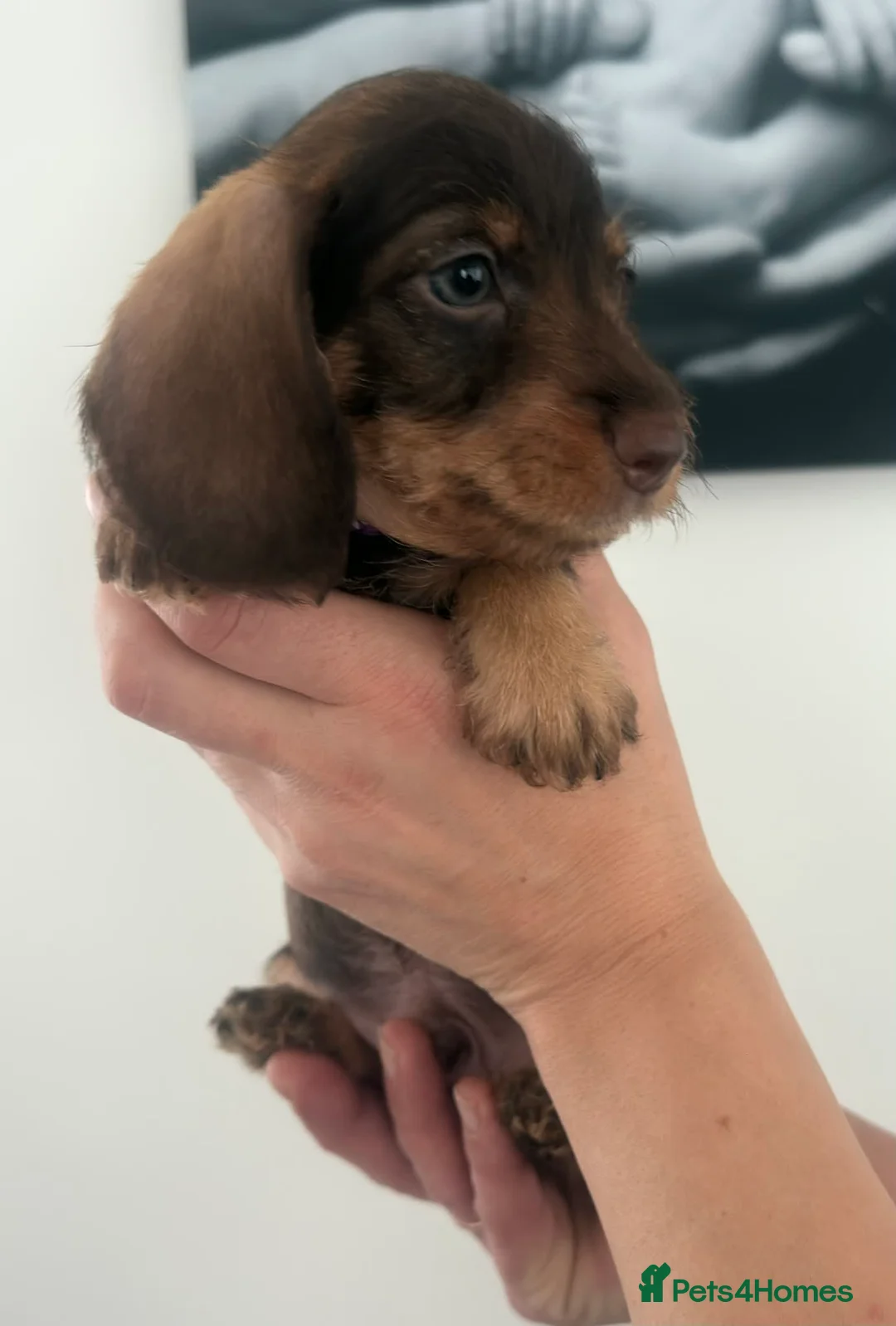 Miniature Dachshund dogs for sale: Miniature dachshunds! - Advert 8
