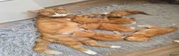 Mixed Breed cats for sale: Ginger fluffy girl for sale - Advert 4