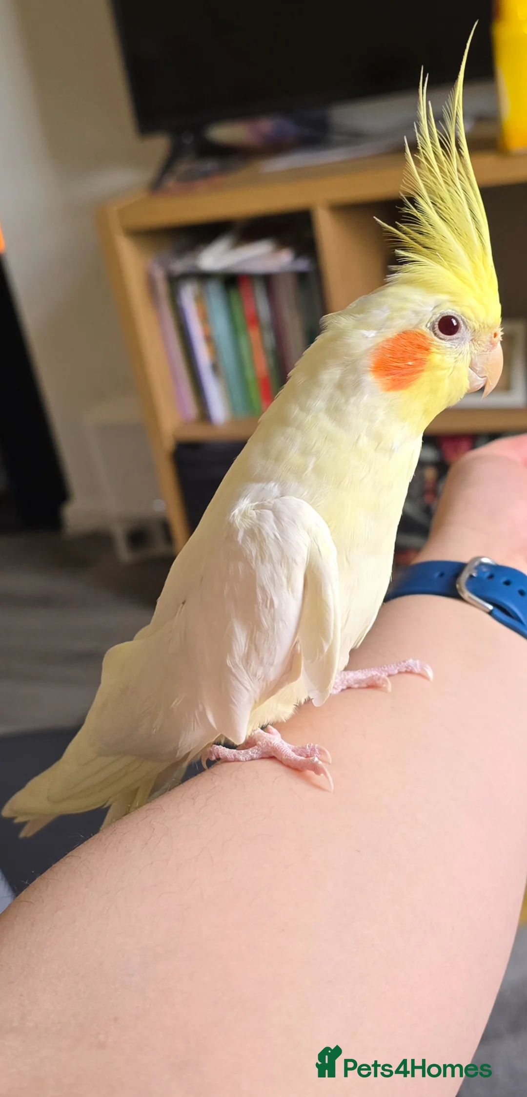 Cockatiels birds for sale: Cockatiel for sale  - Advert 2