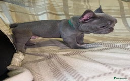 French Bulldog dogs for sale: Kc Reg Micro frenchies for sale - Image 13
