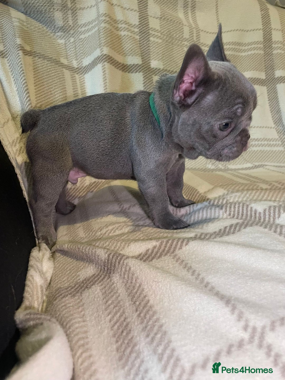 French Bulldog dogs for sale: Kc Reg Micro frenchies for sale - Image 13