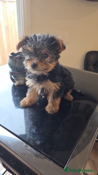 Yorkshire Terrier dogs Yorkshire Terrier puppies - Advert 3