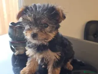 Yorkshire Terrier dogs Yorkshire Terrier puppies - Advert 9