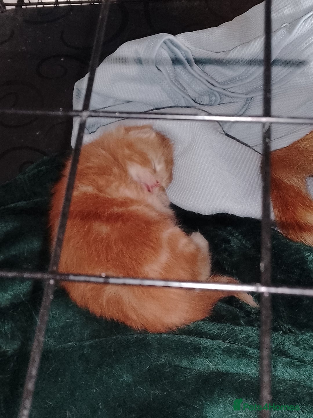 British Shorthair cats for sale: Kittens need lovely home  - Image 1