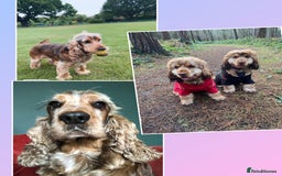 Cocker Spaniel dogs for sale: Champion bloodline sable show cocker puppies  - Image 4