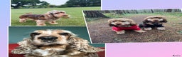 Cocker Spaniel dogs for sale: Champion bloodline sable show cocker boy - Advert 5