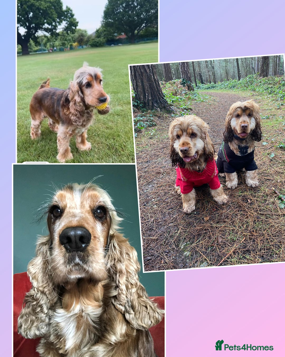 Cocker Spaniel dogs for sale: Champion bloodline sable show cocker puppies  - Image 4