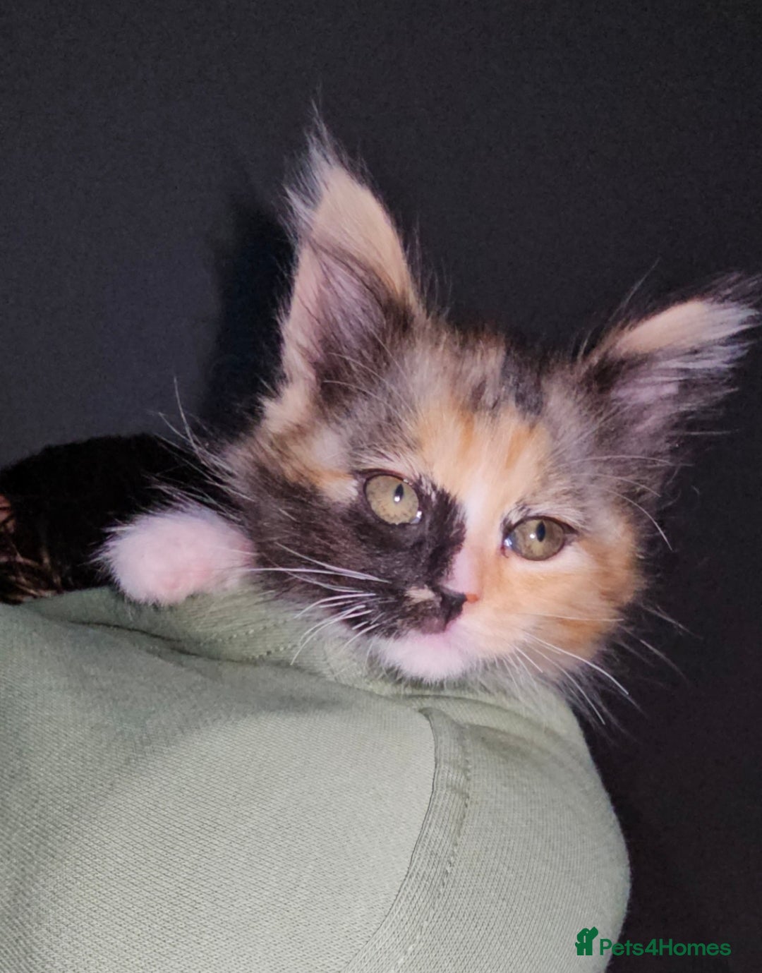 Mixed Breed cats for sale: Maine coon crossed ragdoll kitten female  - Advert 1