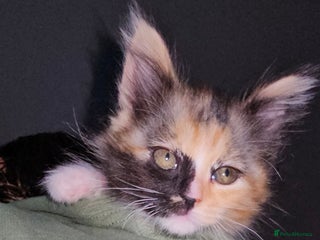 Mixed Breed cats Maine coon crossed ragdoll kitten female - Advert 1