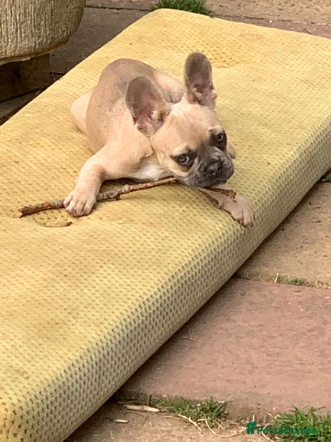French Bulldog dogs for sale: Family Raised French Bulldog Girls - Image 10