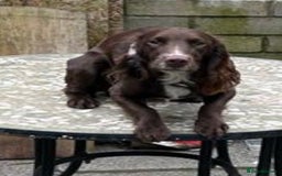 Cocker Spaniel dogs for stud: Cocker spaniel stud in Glossop - Image 6