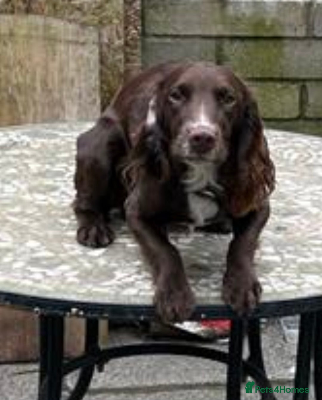 Cocker Spaniel dogs for stud: Cocker spaniel stud in Glossop - Image 6