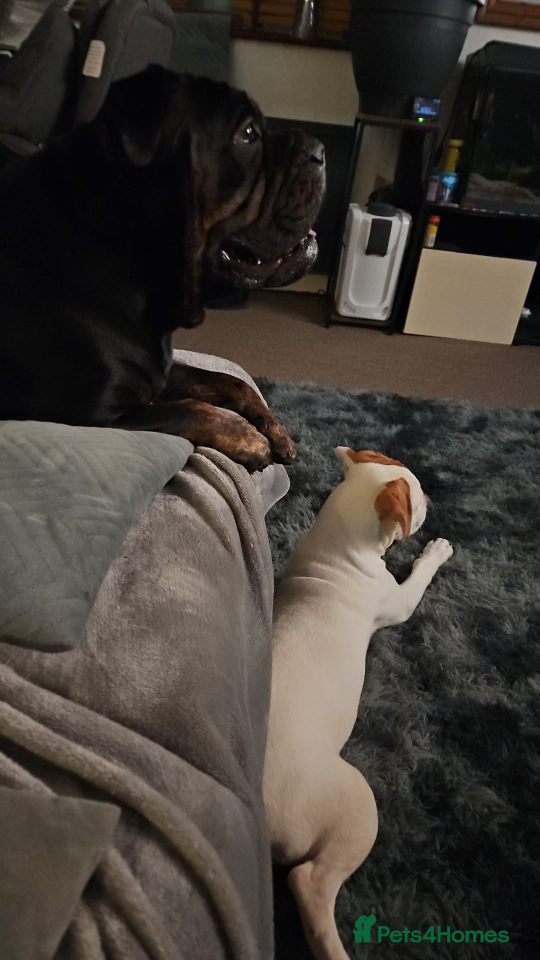 American Bulldog dogs for sale: George American Bulldog - Advert 5