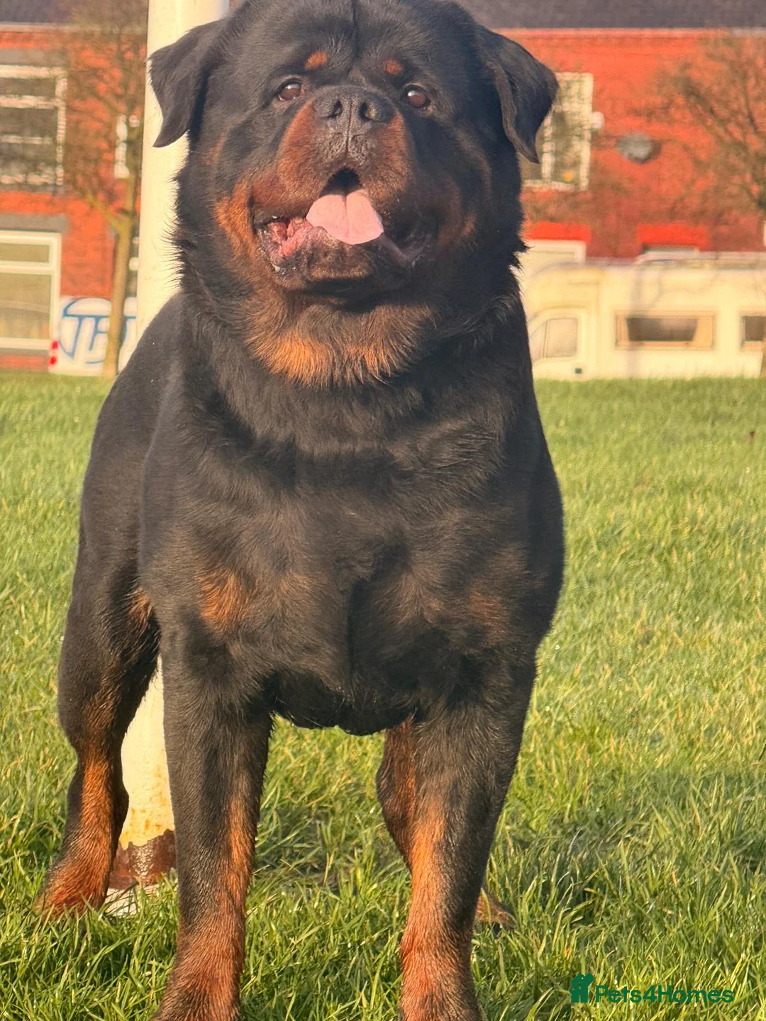 Rottweiler dogs for stud: Top quality health tested kc male German X serbian - Advert 21