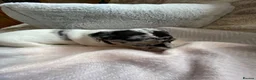 Jack Russell dogs for sale: Much Wenlock Rare Colour Jack Russell Pups Merle - Advert 36