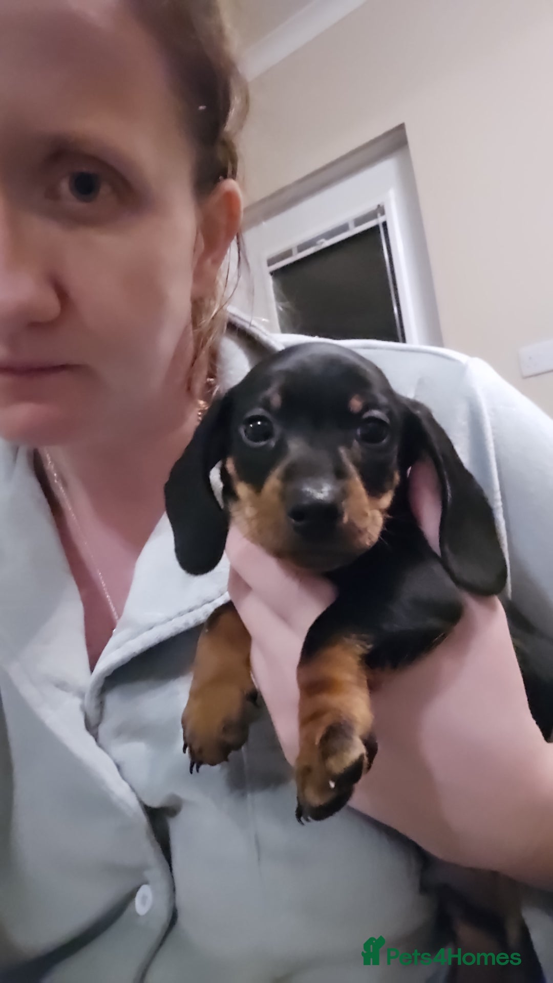 Miniature Dachshund dogs for sale: Miniature dachshund male puppies - Advert 40