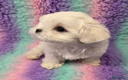 Maltese dogs for sale: FULL KOREAN KC REGISTERED MALTESE PUPIES - Image 4