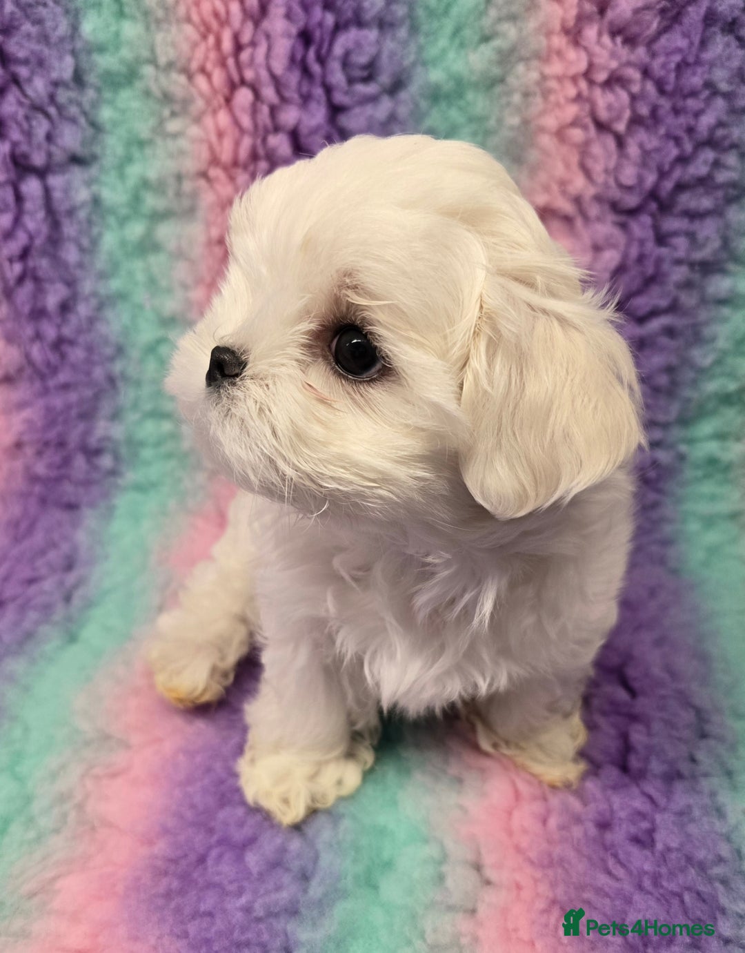 Maltese dogs for sale: FULL KOREAN KC REGISTERED MALTESE PUPIES - Image 4