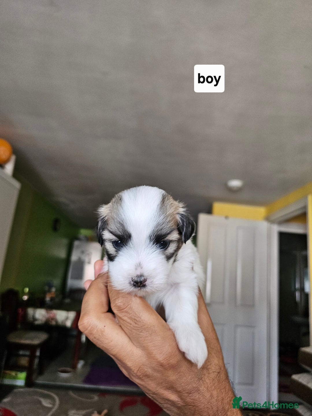 Mixed Breed dogs for sale: Maltichon - Image 8