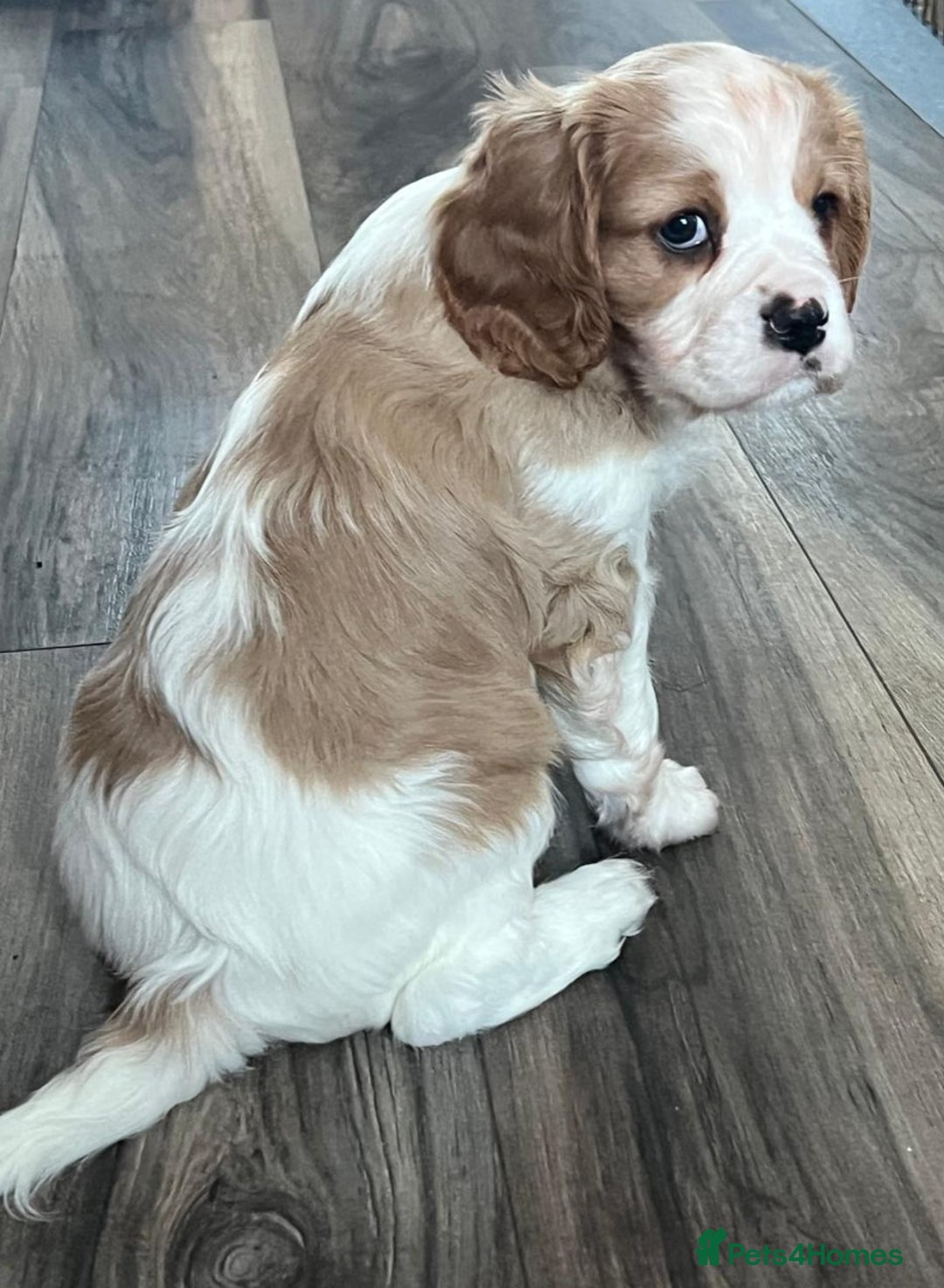 Cavalier King Charles Spaniel dogs for sale: Cavalier King Charles Spaniel - cuteness overload - Advert 6