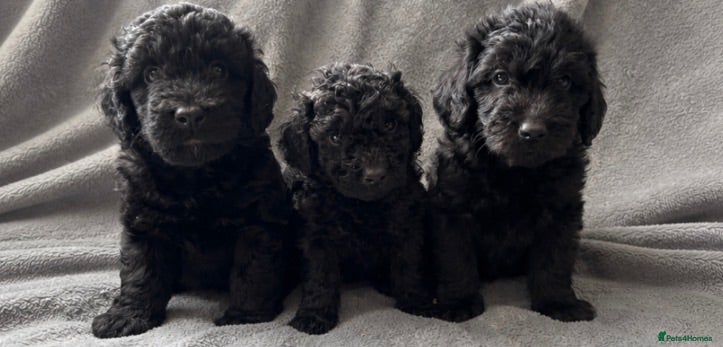 Labradoodle dogs Miniature labradoodles  - Advert 14