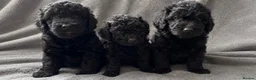 Labradoodle dogs for sale: 3 pups left ⭐️ Miniature labradoodles  - Advert 3