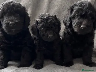 Labradoodle dogs Miniature labradoodles - Advert 14