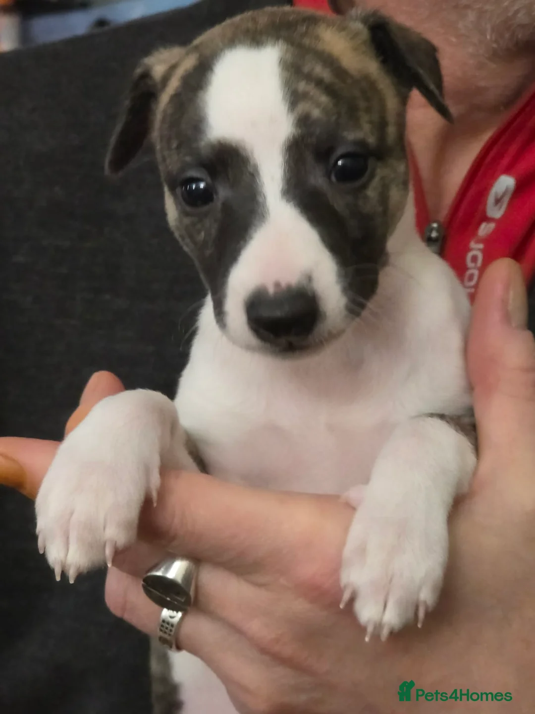 Whippet dogs for sale: Female Pedigree Whippet Bitches - Advert 2