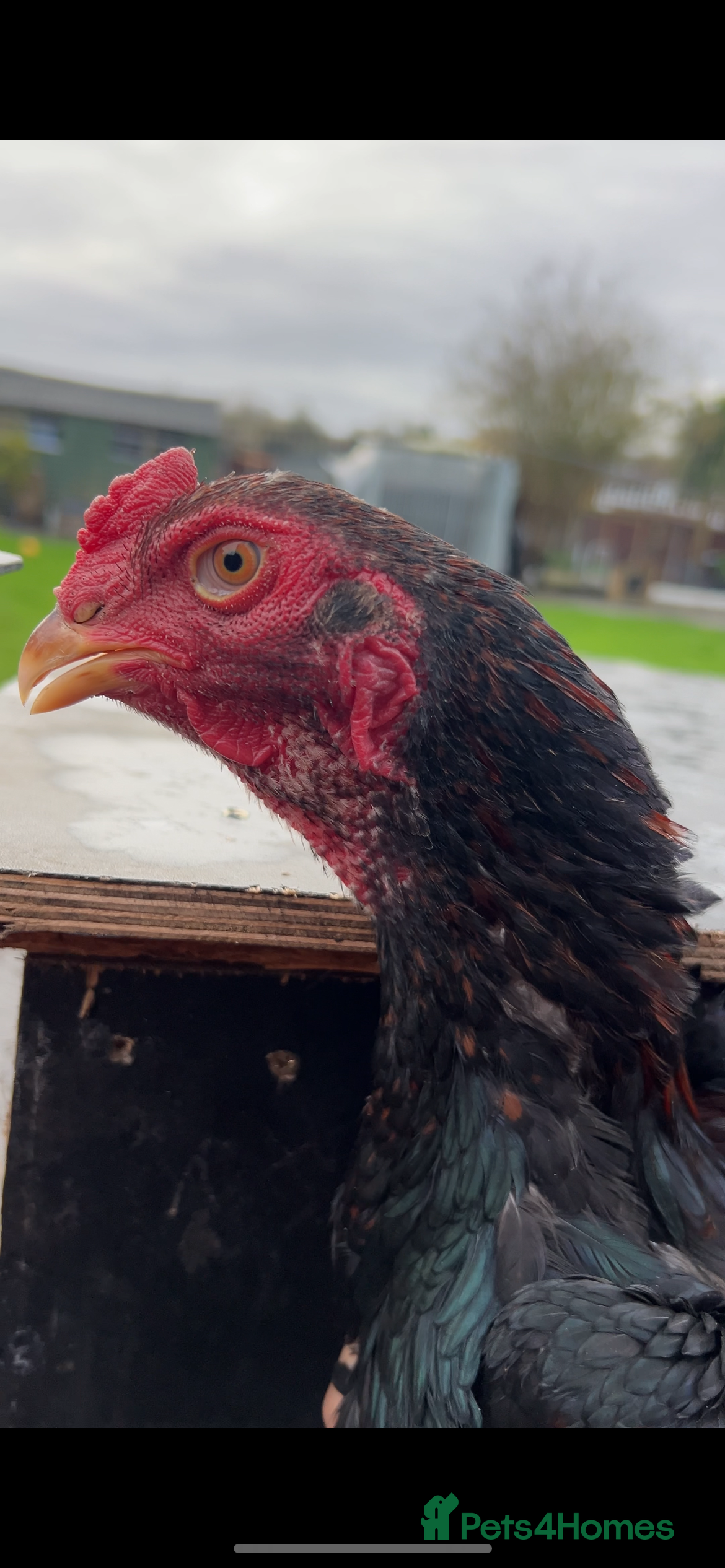 Chickens poultry Young Shamo Stag & Pullet Pair  - Advert 15