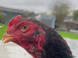 Chickens poultry Young Shamo Stag & Pullet Pair - Advert 15