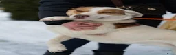 Mixed Breed dogs for adoption: ❤️🐶 LILA – NOT FOR A BUSY HOME in Nottingham - Advert 2