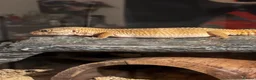Gecko reptiles for sale: geckos  in Dundee - Advert 2