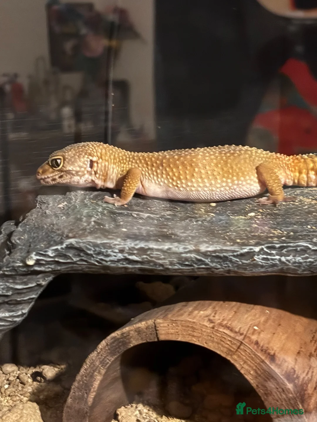 Gecko reptiles for sale: geckos  in Dundee - Advert 2