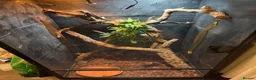 Lizard reptiles for sale: 2-year-old female Angle-headed Forest Dragon in Reading - Advert 6