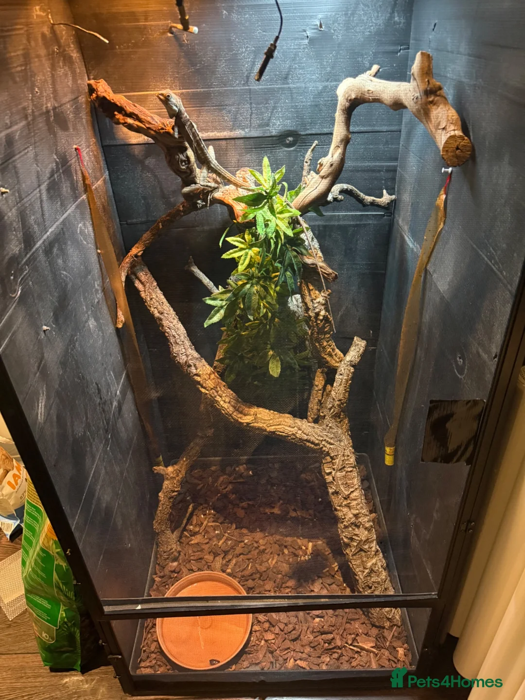 Lizard reptiles for sale: 2-year-old female Angle-headed Forest Dragon in Reading - Advert 6
