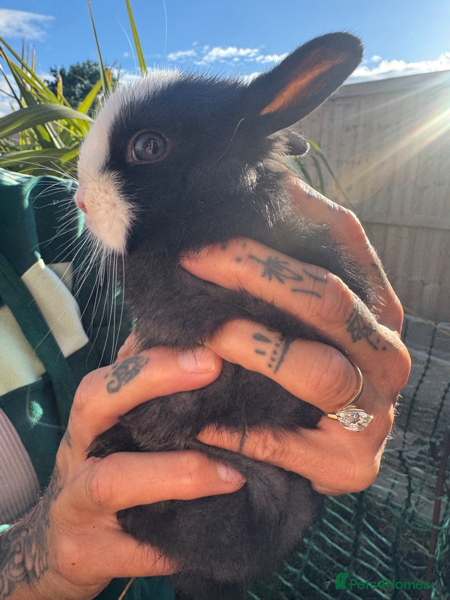 Netherland Dwarf rabbits Blue eyed Netherland Dwarf Baby rabbit - Advert 17
