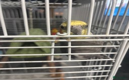 Cockatiels birds for sale: Cockatiel and cage  - Image 2