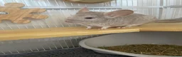Chinchilla rodents for sale: chinchilla beige - Advert 5