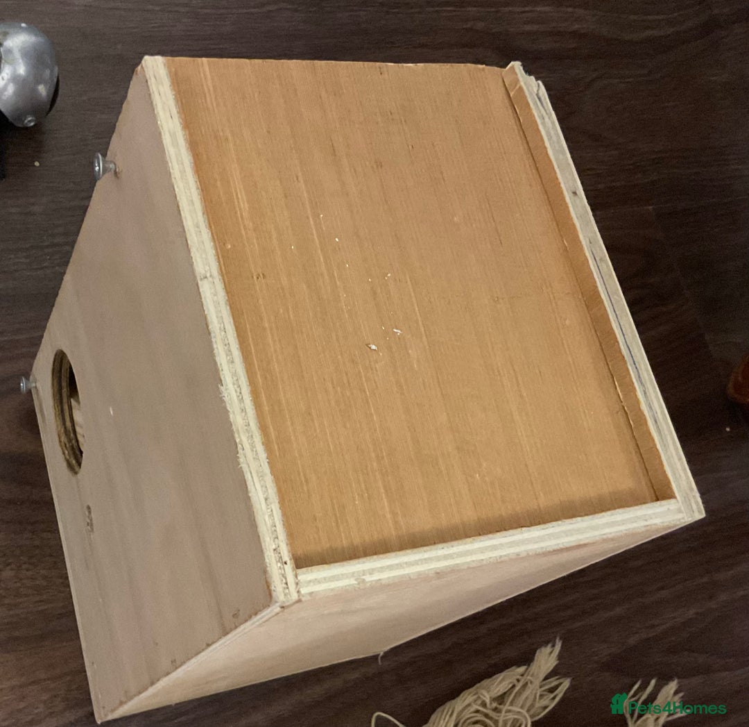 Budgerigars birds for sale: 🐦 Tame English Budgie + Full Setup (3yr Old Male) - Image 16