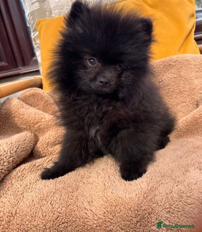 Pomeranian dogs - Advert 1